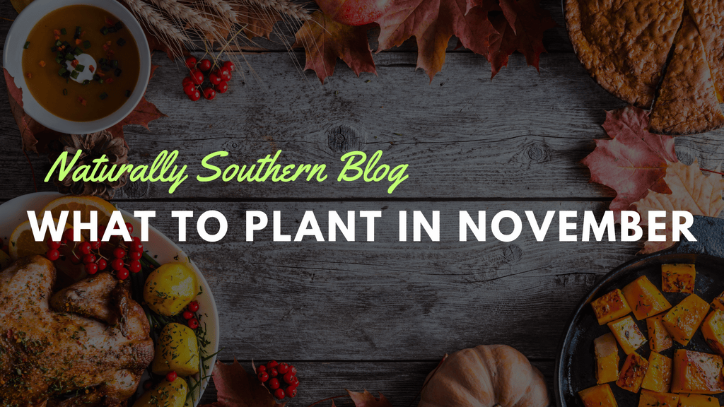 November Planting Guide: Best Vegetable and Herb Seeds to Start