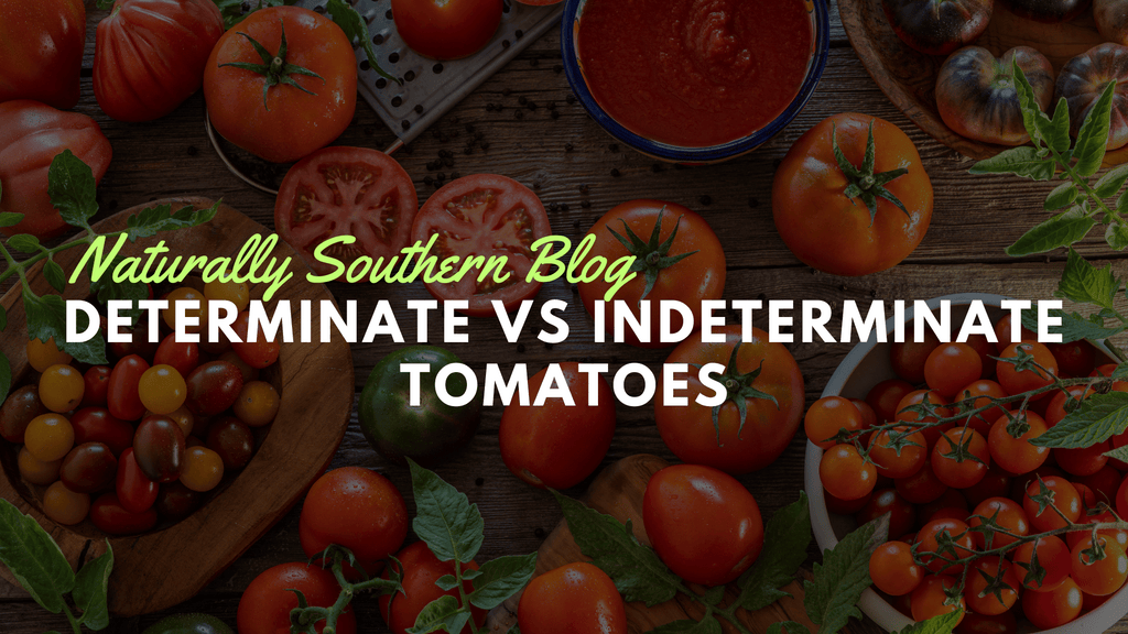 Navigating Tomato Varieties: Determinate vs. Indeterminate