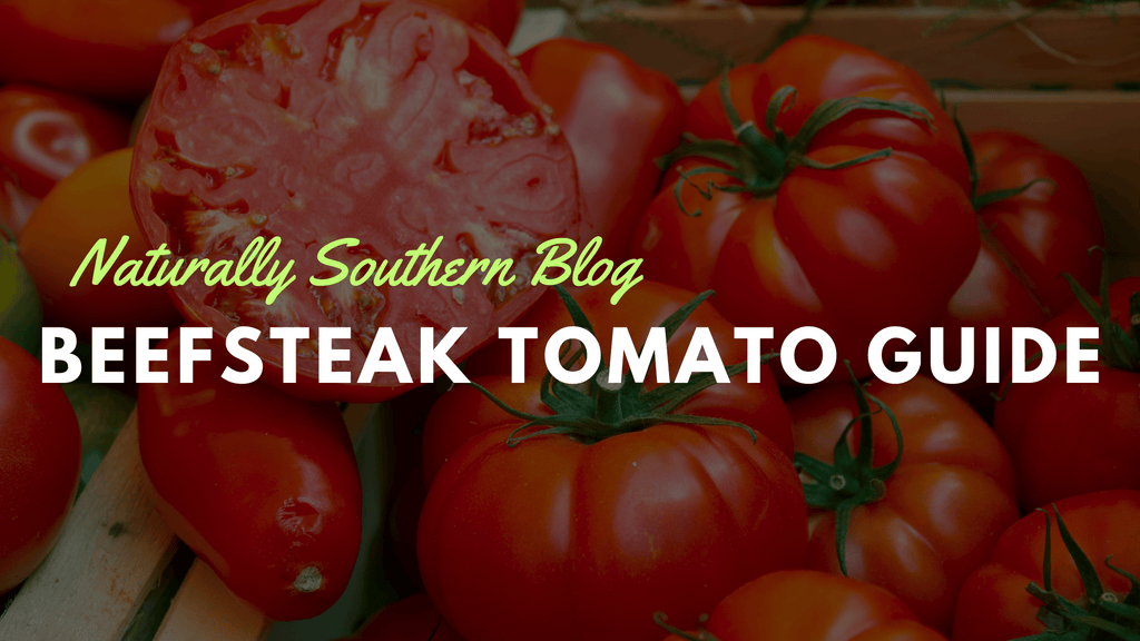 Beefsteak Tomato Guide: From Seed to Harvest