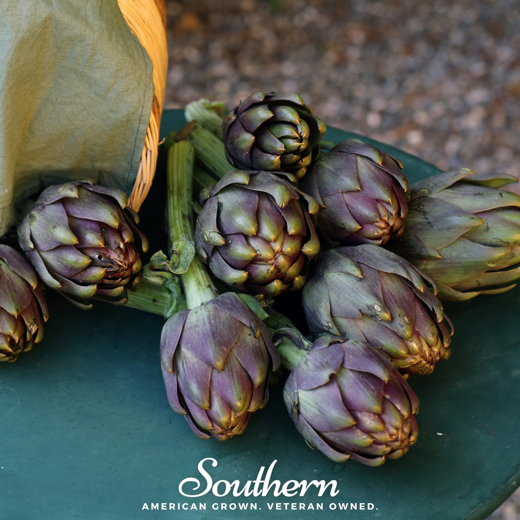 Artichoke, Purple Romagna (Cynara scolymus) - 25 Seeds - Southern Seed Exchange