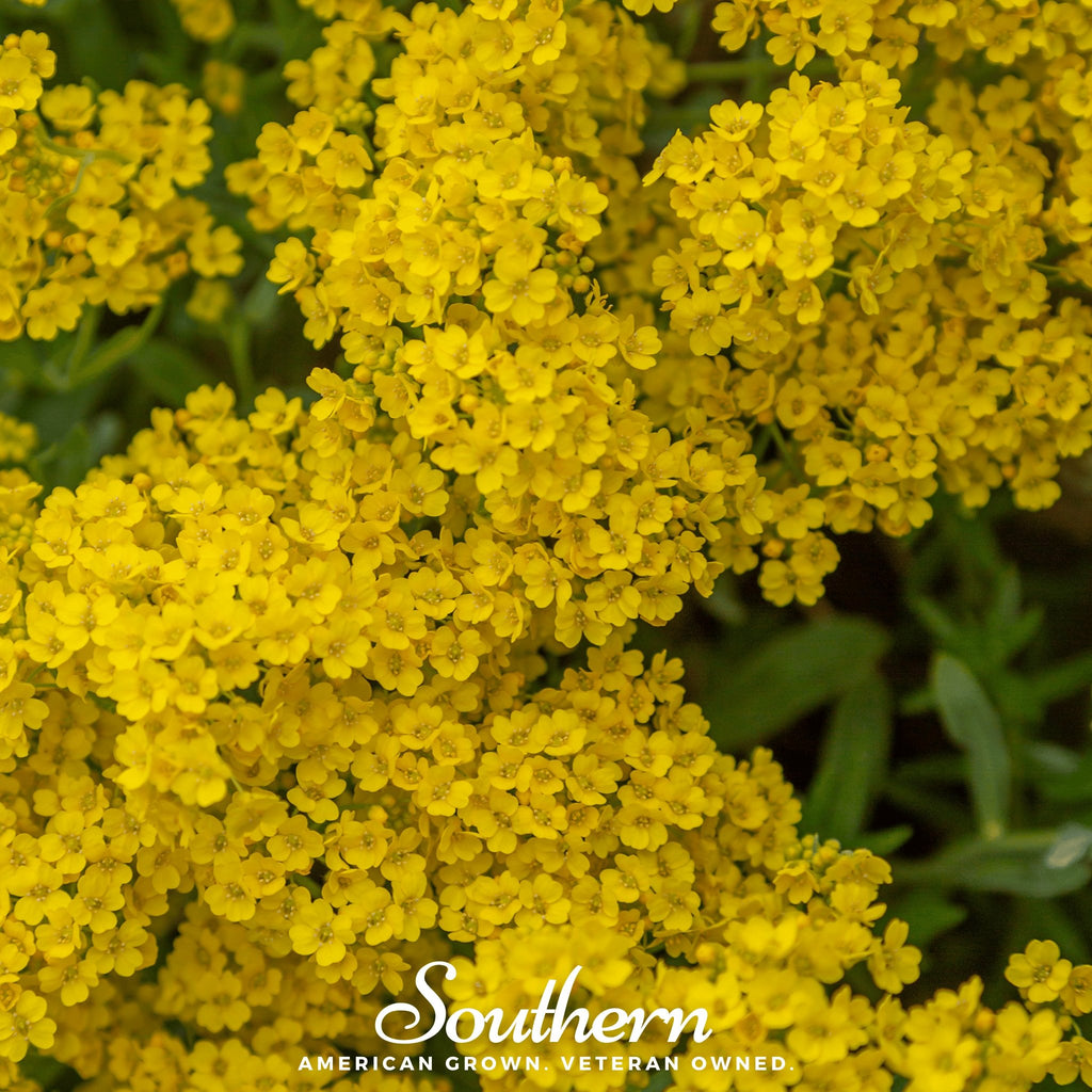 Basket of Gold (Alyssum saxatile) - 100 Seeds - Southern Seed Exchange