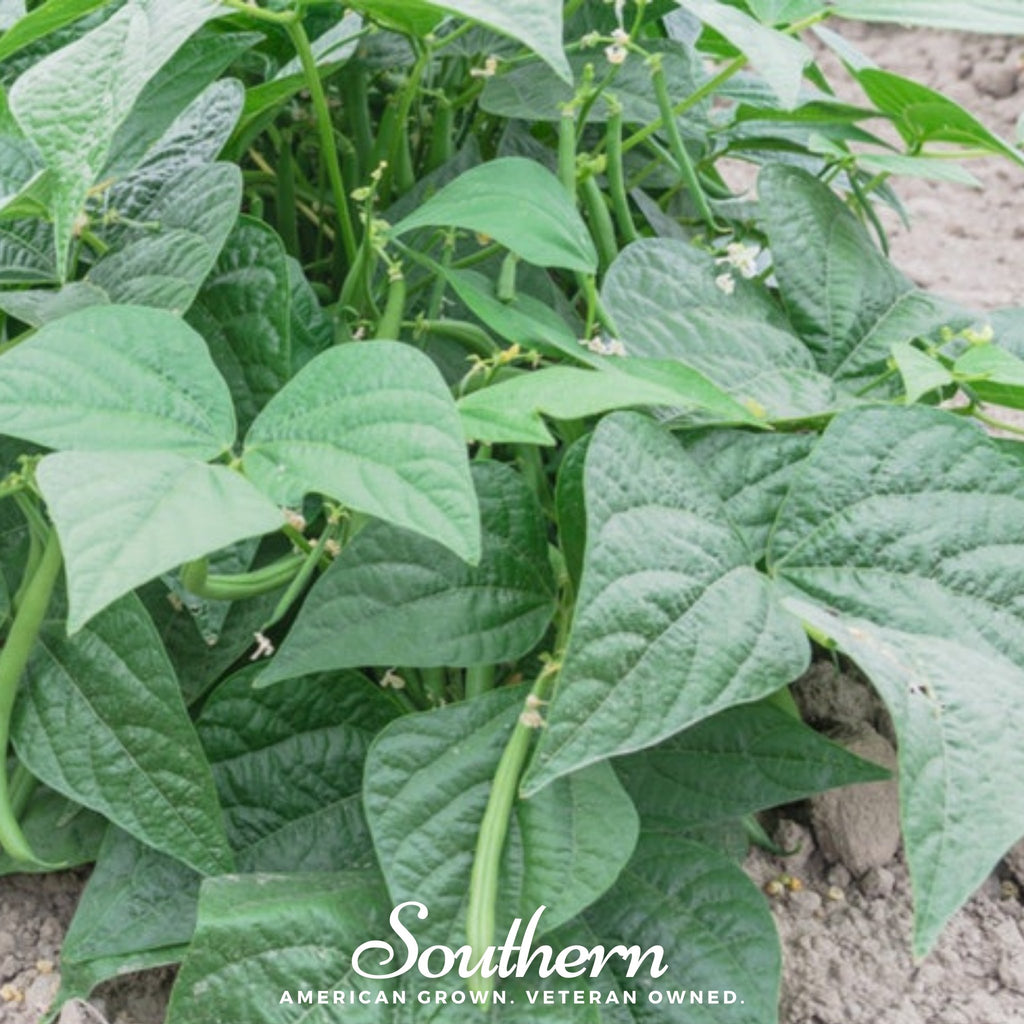Bean, Contender (Phaseolus vulgaris) - 30 Seeds - Southern Seed Exchange