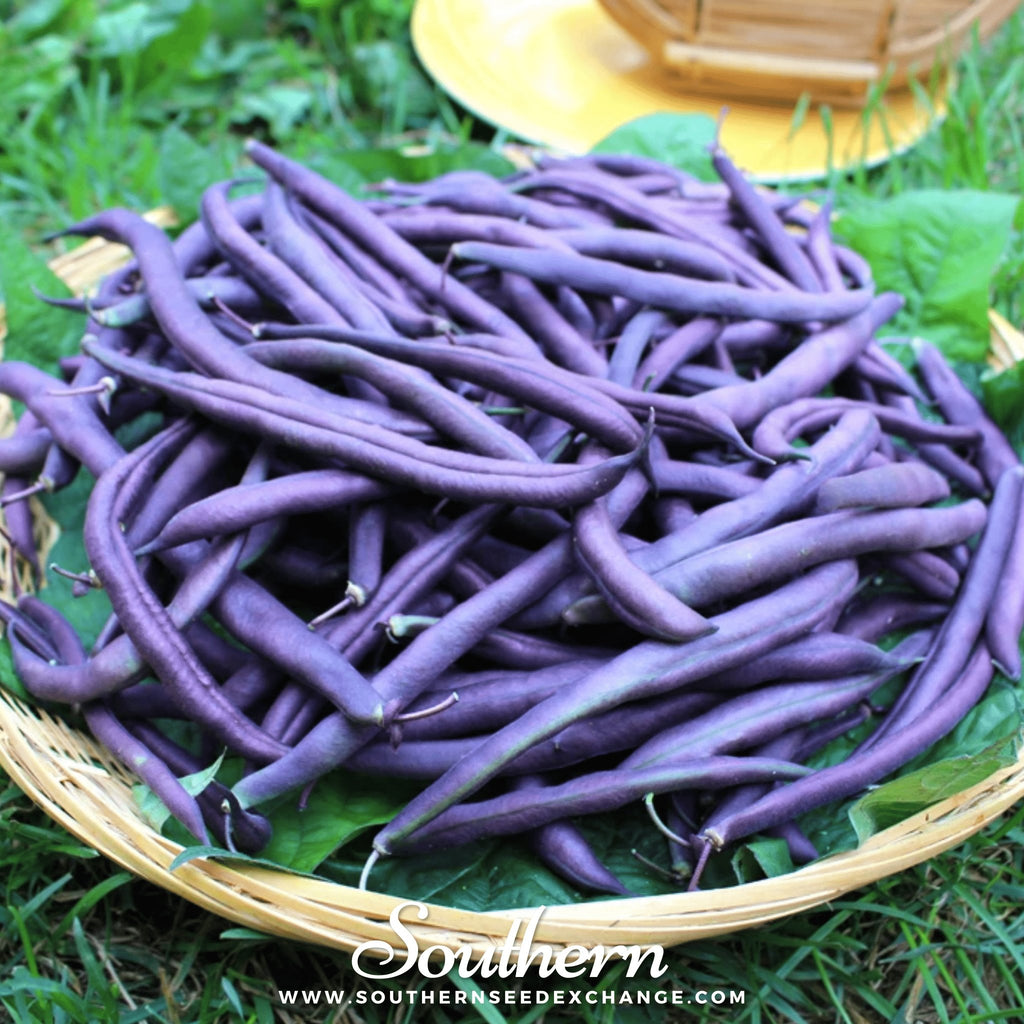 Southern Seed Exchange Beans, Bush, Royal Burgundy (Phaseolus vulgaris) - 50 Seeds