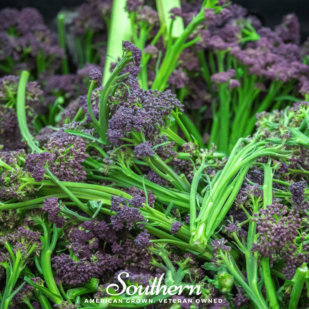 Broccoli, Purple Sprouting (Brasssica oleracea) - 100 Seeds - Southern Seed Exchange