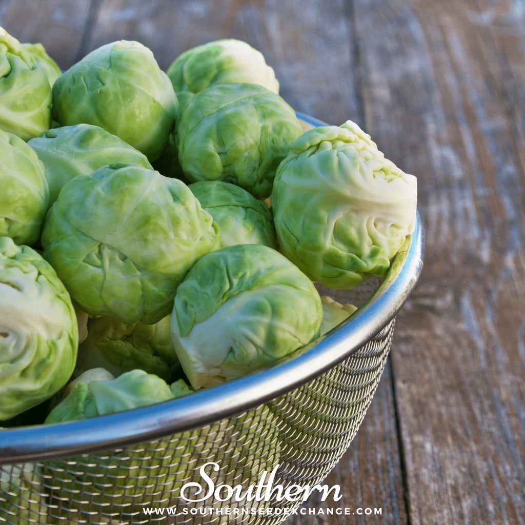 Southern Seed Exchange Brussel Sprouts, Catskill (Brassica oleracea) - 150 Seeds