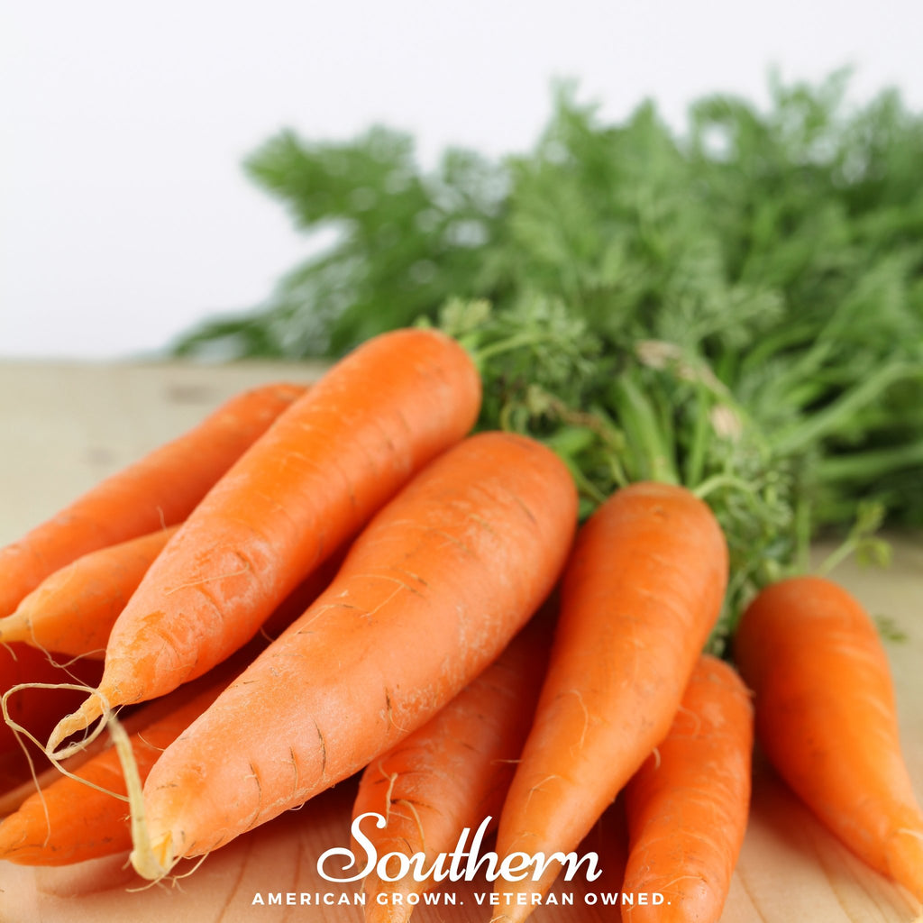 Carrot, Danvers 126 (Daucus carota) - 100 Seeds - Southern Seed Exchange
