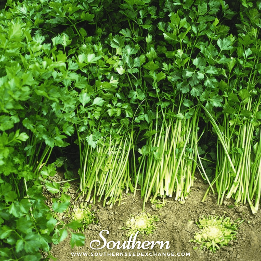 Celery, Cutting (Apium graveolens) - 200 Seeds - Southern Seed Exchange