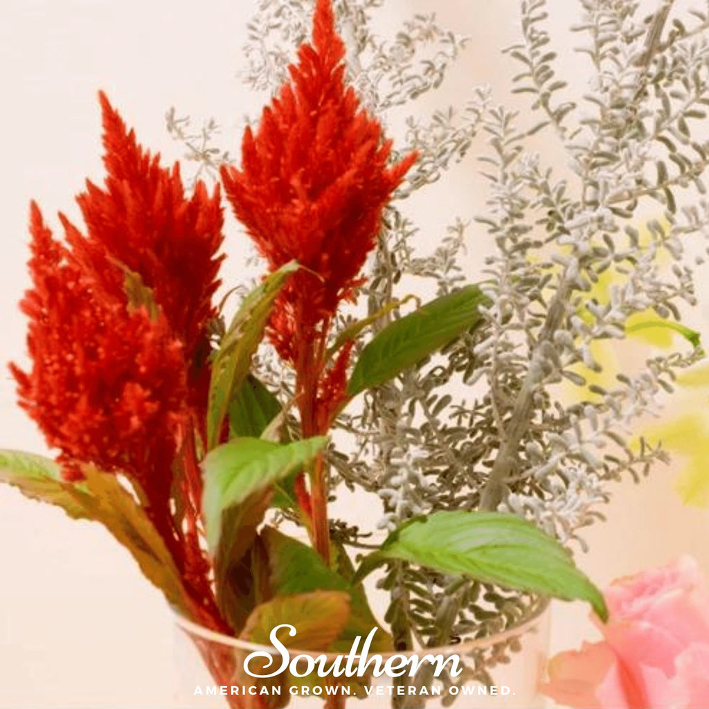Celosia, Nana Glitter Scarlet (Celosia plumosa nana) - 30 Seeds - Southern Seed Exchange