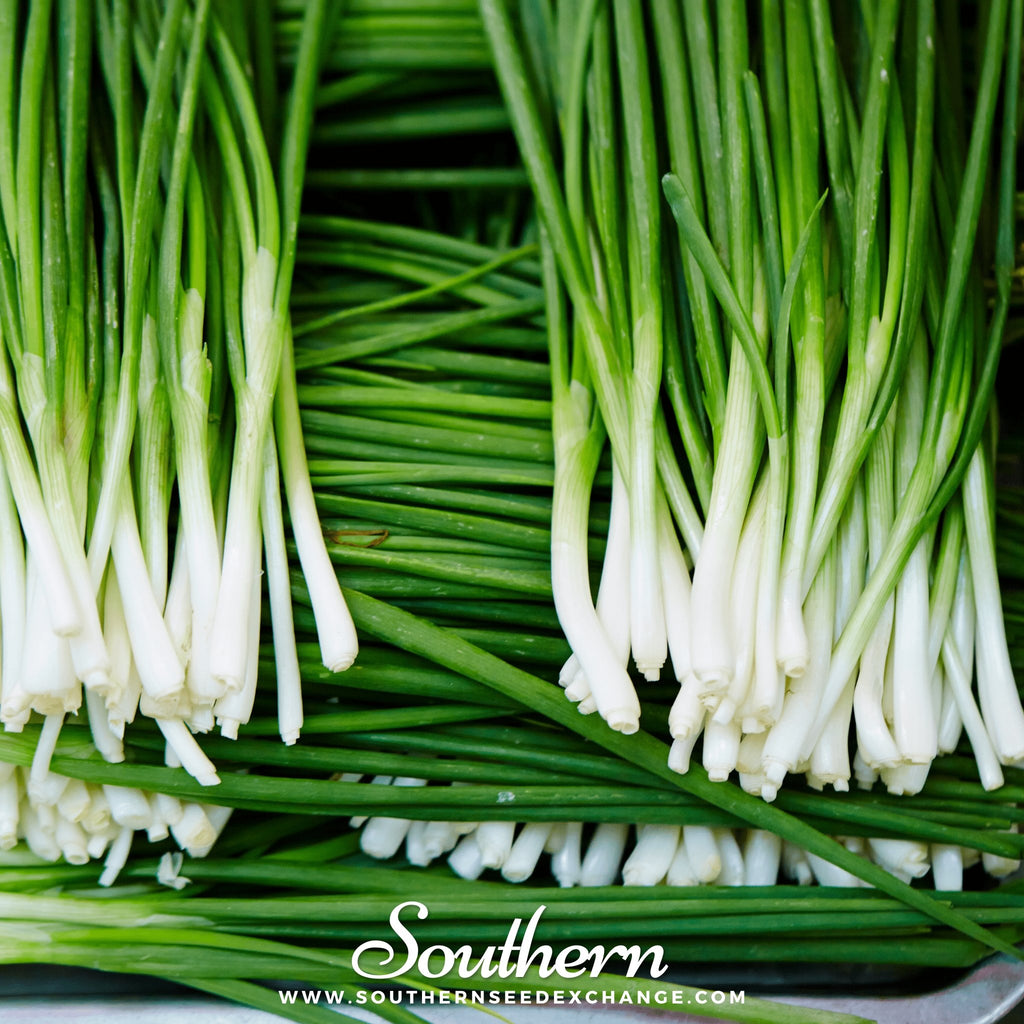 Southern Seed Exchange Chives, Garlic (Allium tuberosum) - 250 Seeds