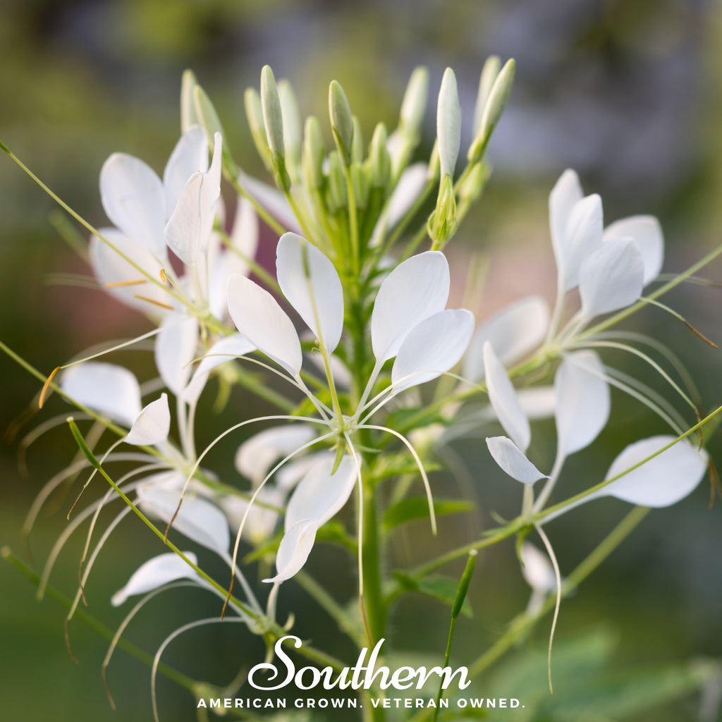 Cleome, Spider Flower (Cleome hassleriana) - 50 Seeds - Southern Seed Exchange