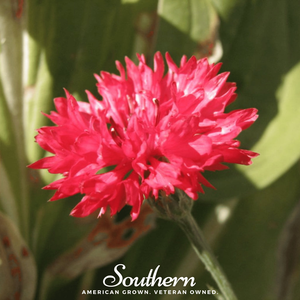 Cornflower, Tall Red - Bachelor's Button (Centaurea Cyanus) - 50 Seeds - Southern Seed Exchange