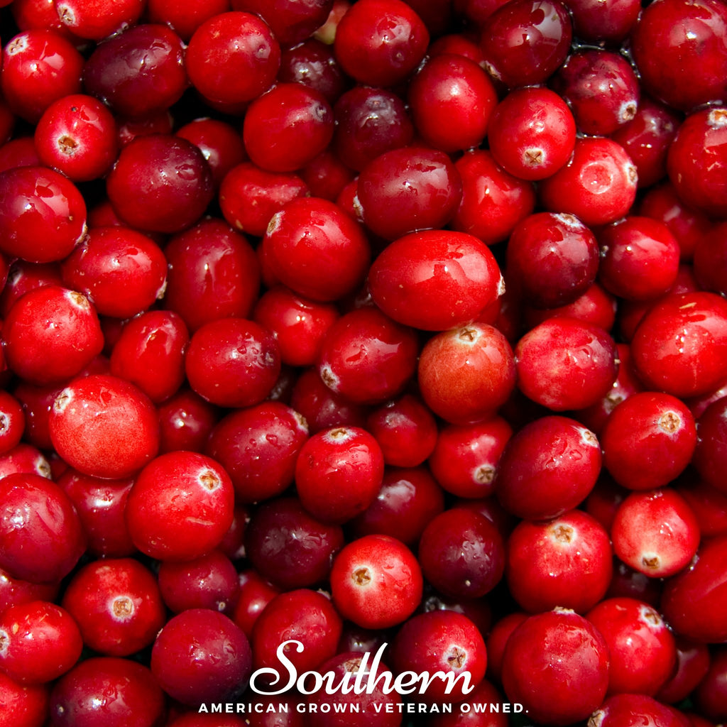 Cranberry, American (Vaccinium macrocarpon) - 50 Seeds - Southern Seed Exchange