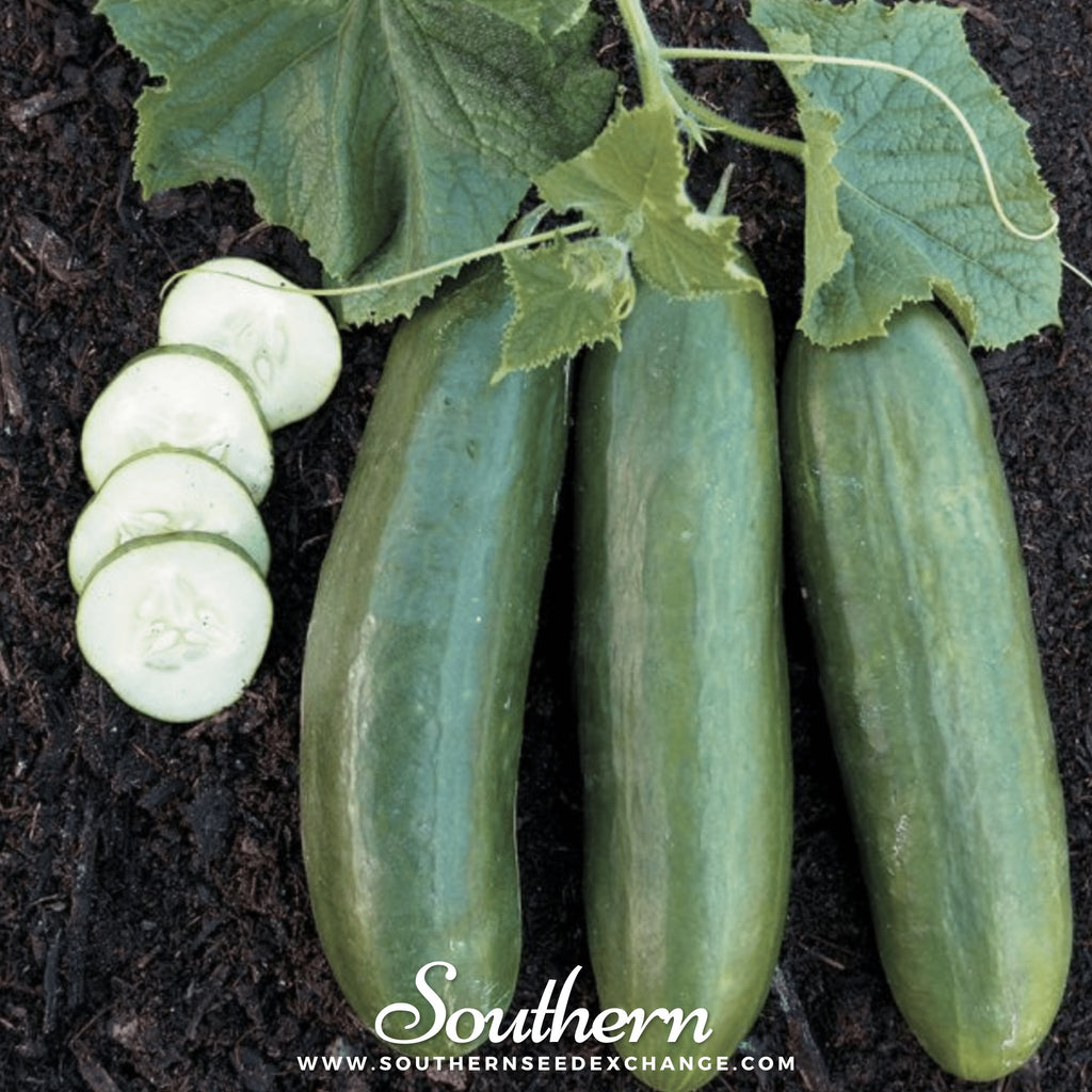 Southern Seed Exchange Cucumber, Straight Eight (Cucumis sativus) - 30 Seeds