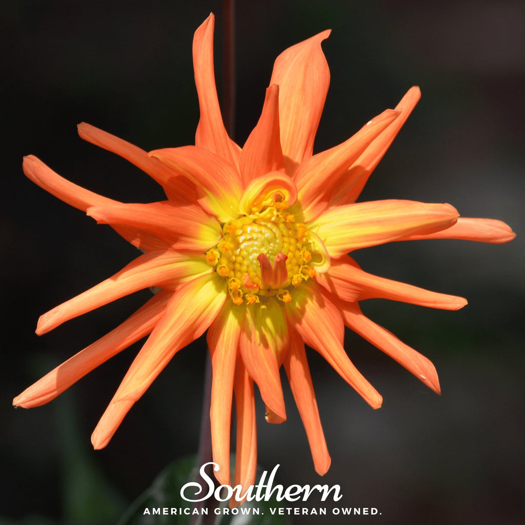 Dahlia, Cactus Mix (Dahlia variabilis) - 25 Seeds - Southern Seed Exchange