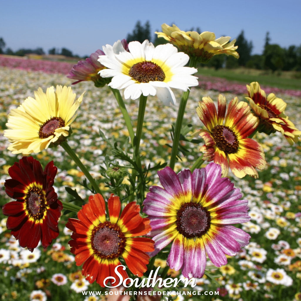 Southern Seed Exchange Daisy, Painted (Chrysanthemum carinatum) - 100 Seeds