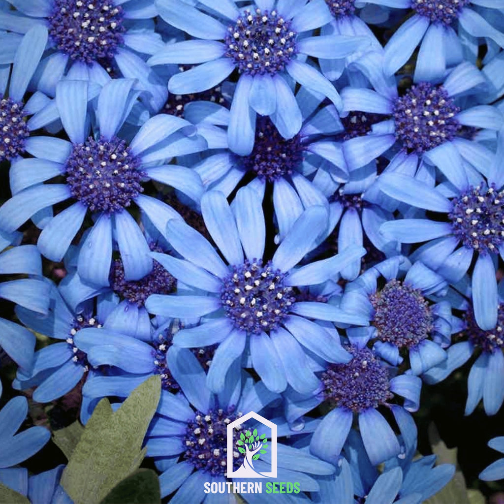 Daisy, The Blues Blue (Felicia heterophylla) - 50 Seeds - Southern Seed Exchange