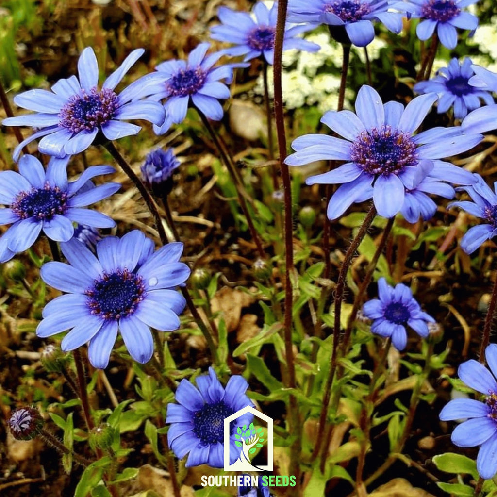 Daisy, The Blues Blue (Felicia heterophylla) - 50 Seeds - Southern Seed Exchange