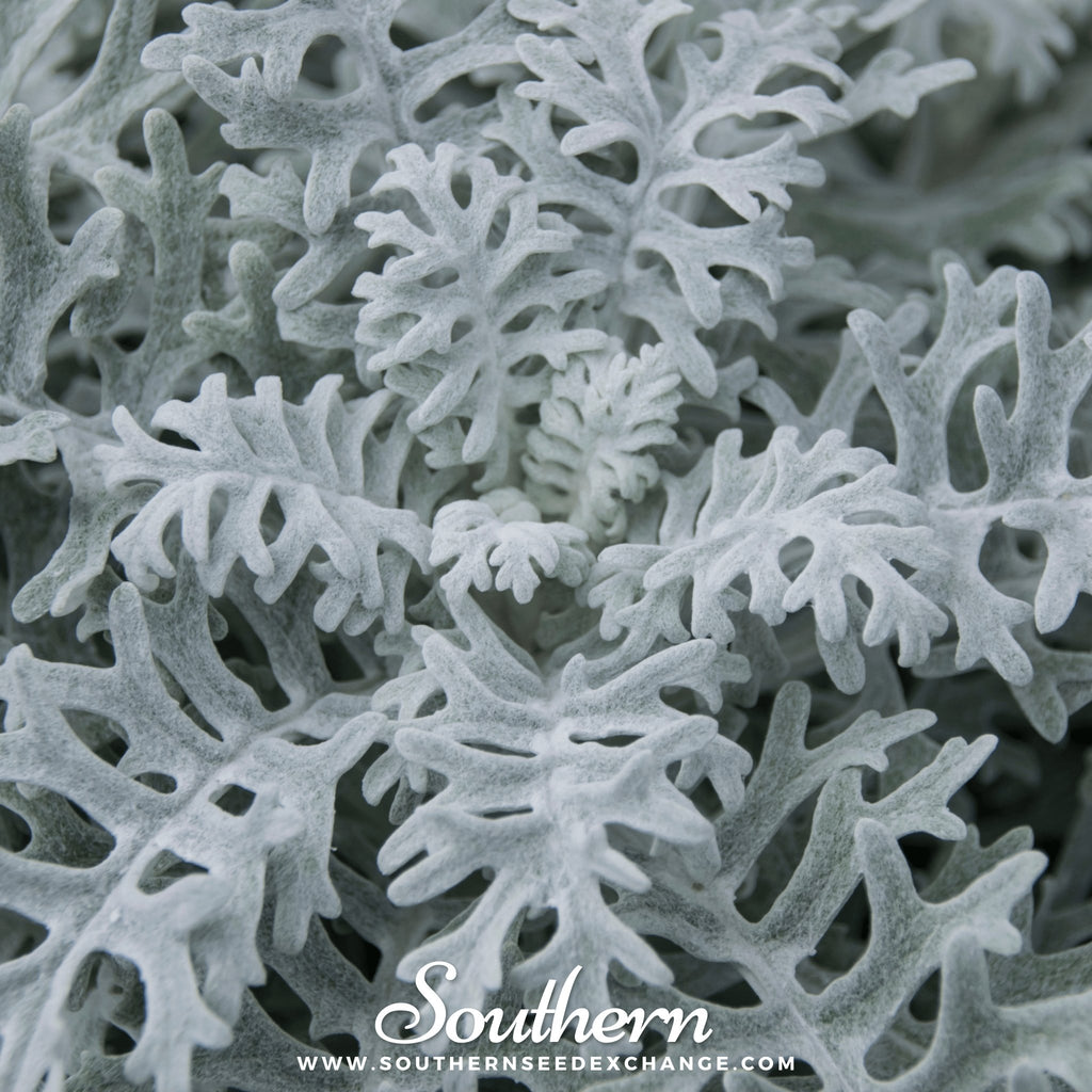 Southern Seed Exchange Dusty Miller Siverdust (Cineraria Maritima) - 200 Seeds