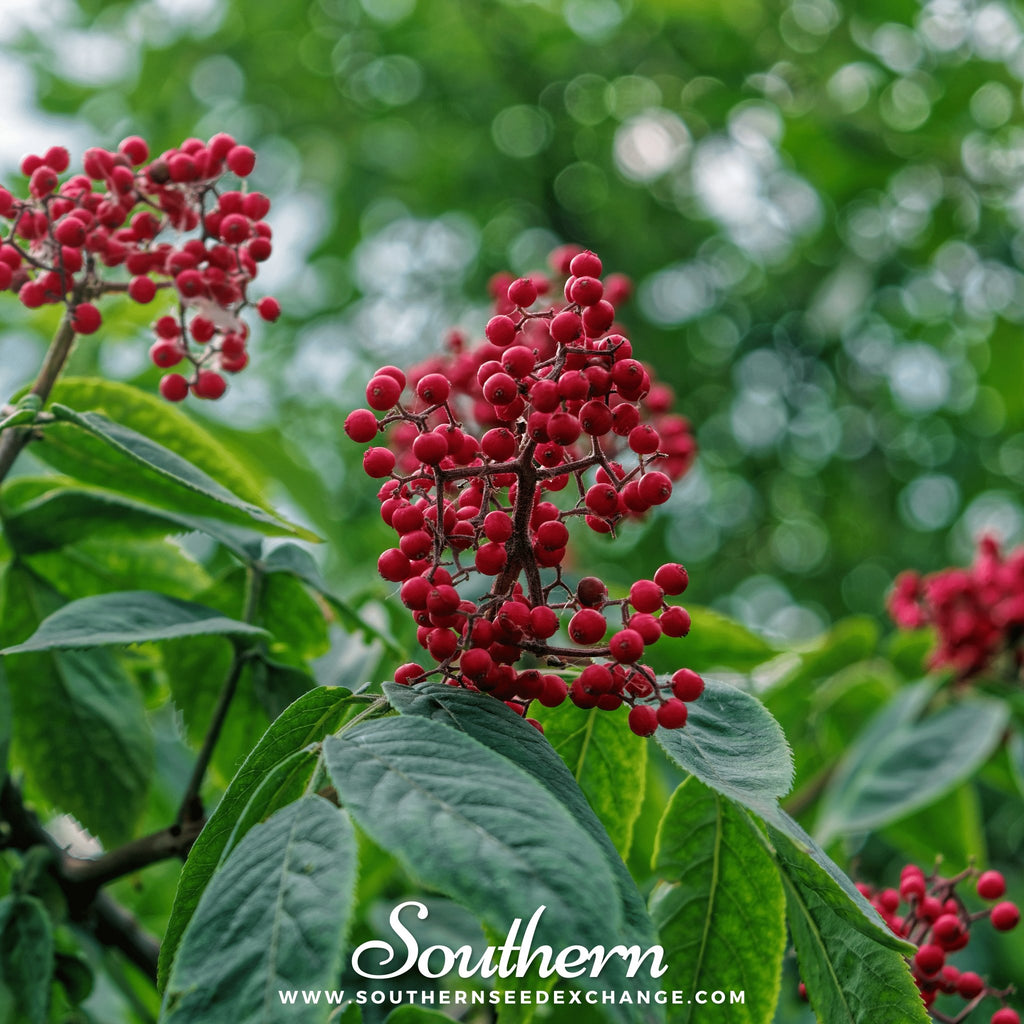 Elderberry, Red (Sambucus racemosa) - 50 seeds - Southern Seed Exchange