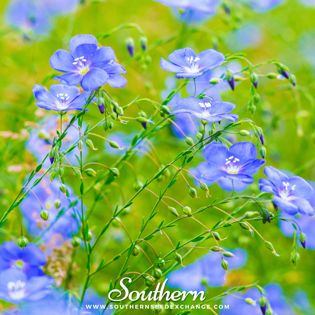 Flax, Blue (Linum perrene) - 100 Seeds - Southern Seed Exchange