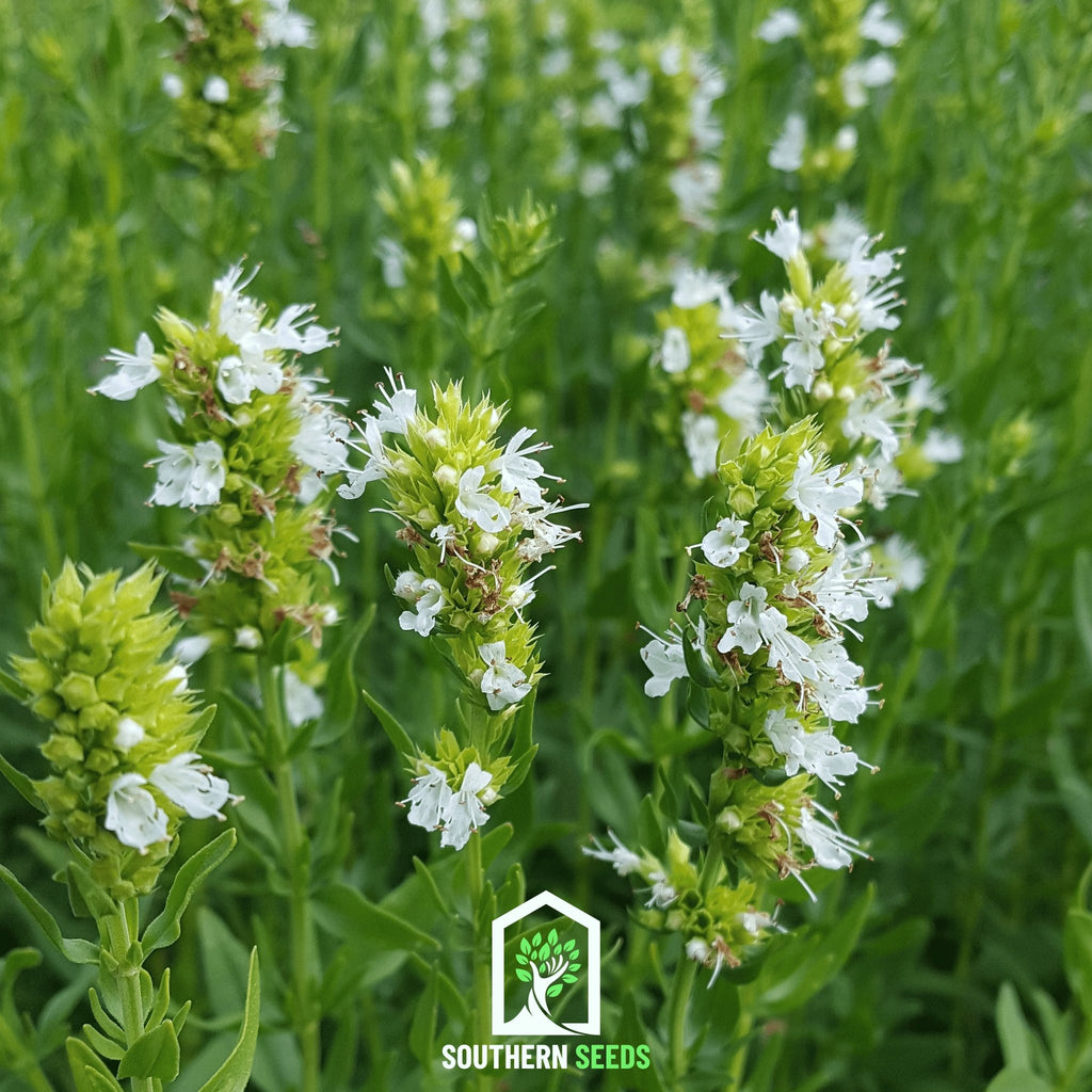 Hyssop, White (Hyssopus officinalis) - 50 Seeds - Southern Seed Exchange