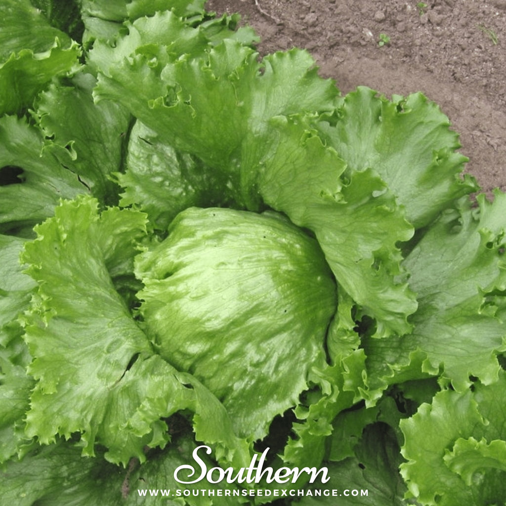 Lettuce, Iceberg (Lactuca sativa) - 500 Seeds - Southern Seed Exchange