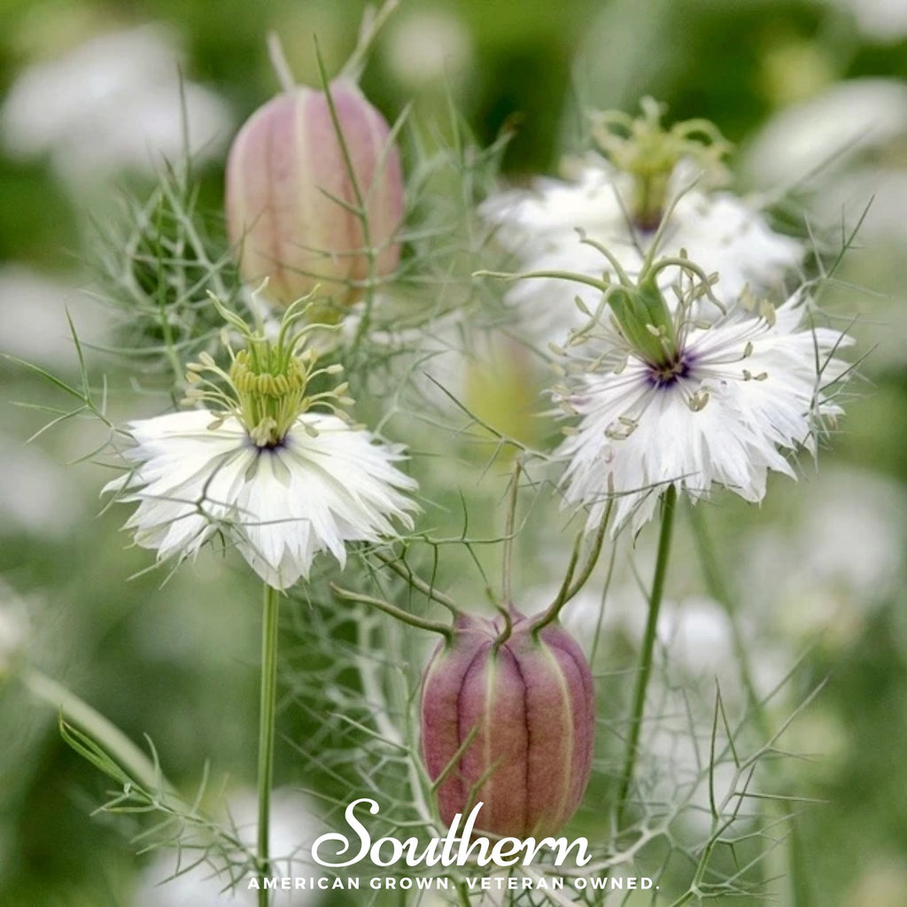 Love in a Mist, Albion Black Pods (Nigella damascena) - 100 Mixed Seeds - Southern Seed Exchange