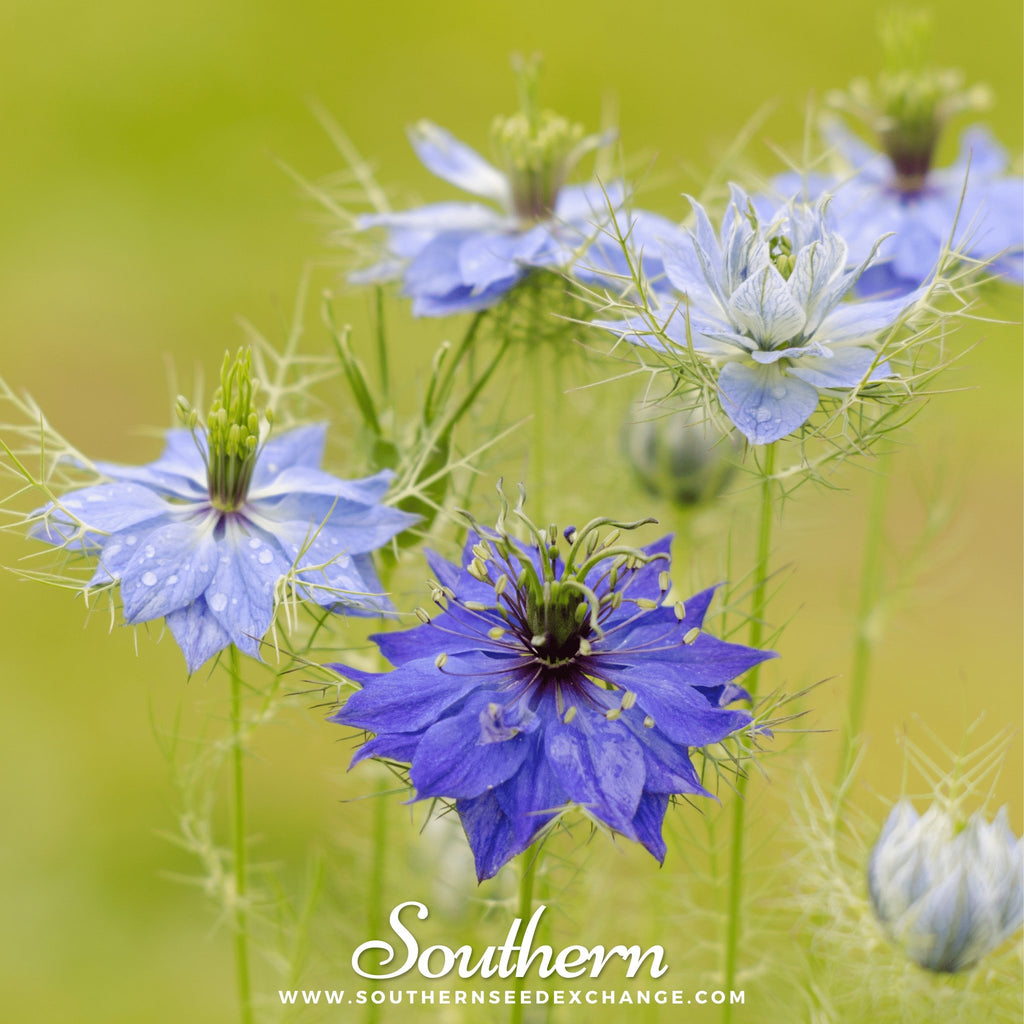 Love in a Mist, Jewels Mix (Nigella damascena) - 200 Mixed Seeds - Southern Seed Exchange