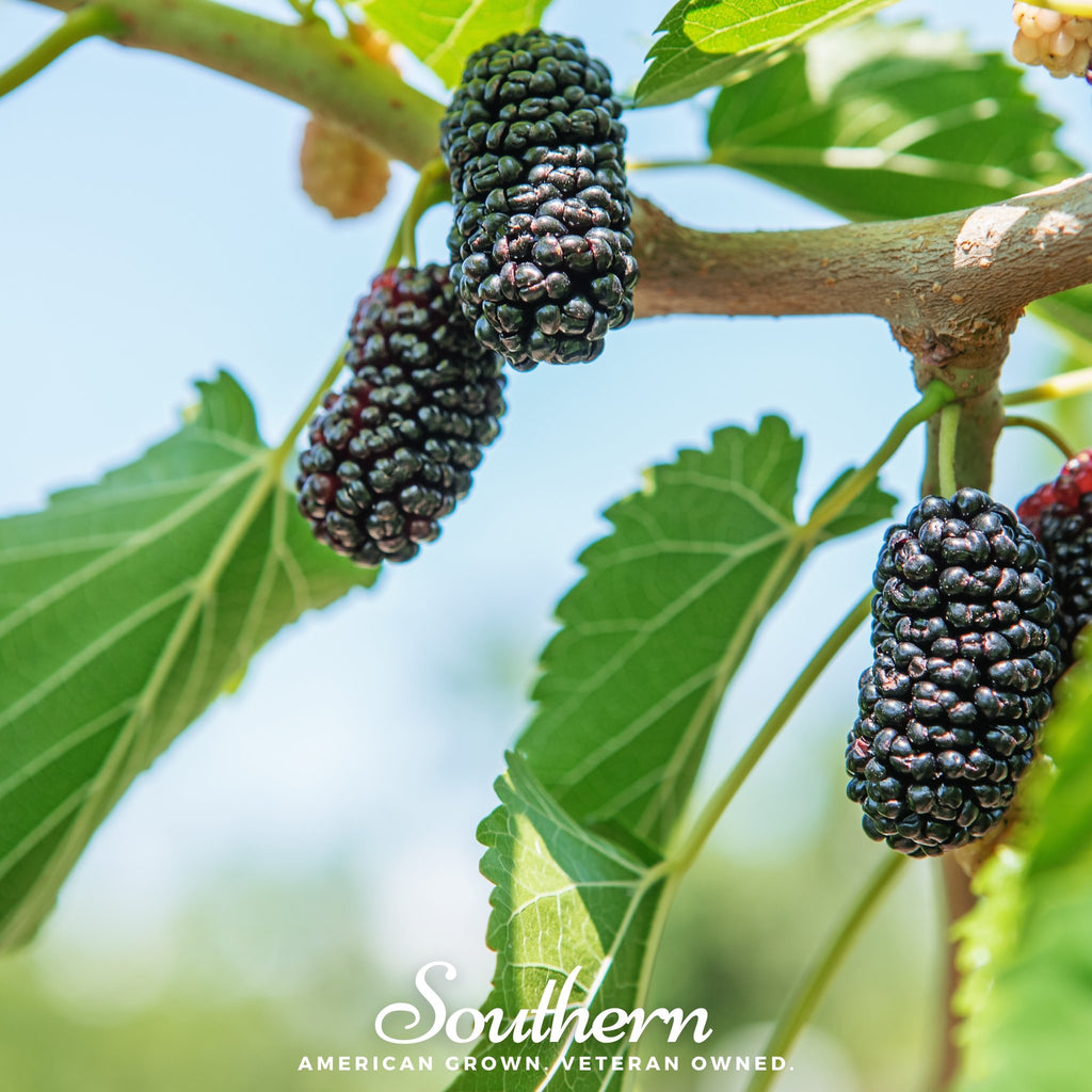 Mulberry, Black (Morus nigra) - 50 Seeds - Southern Seed Exchange