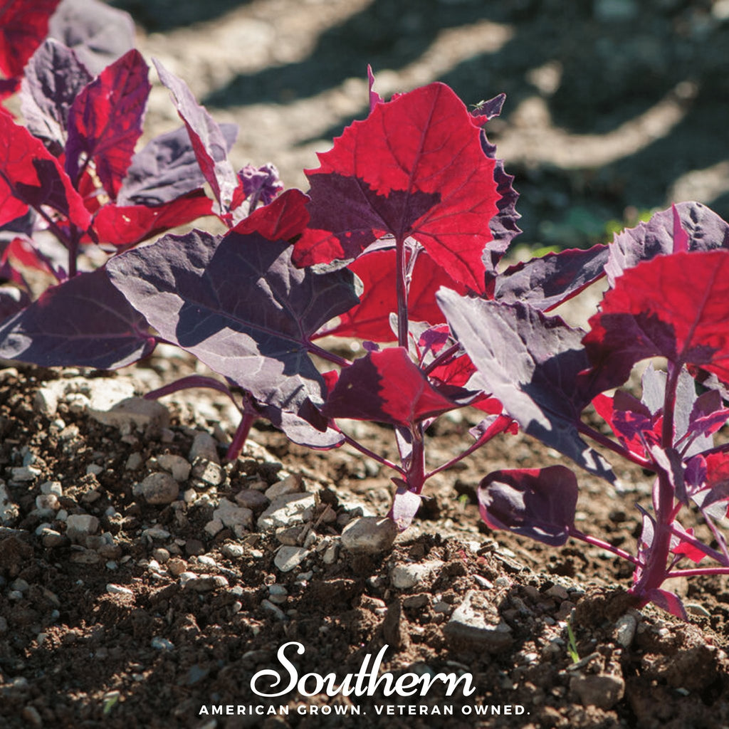 Orach, Ruby Red (Atriplex Hortensis) - 25 Seeds - Southern Seed Exchange