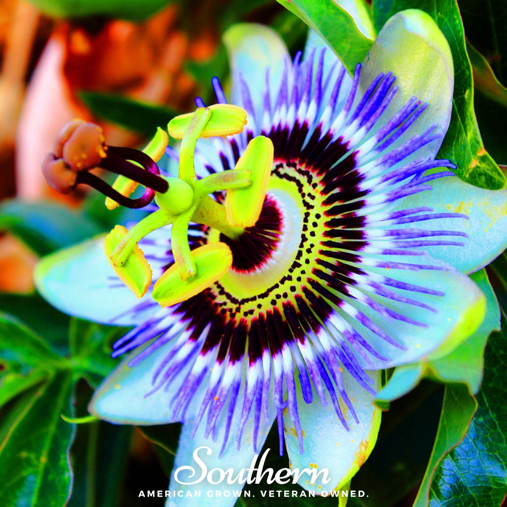 Passionflower, Blue (Bluecrown) (Passiflora caerulea) - 20 Seeds - Southern Seed Exchange