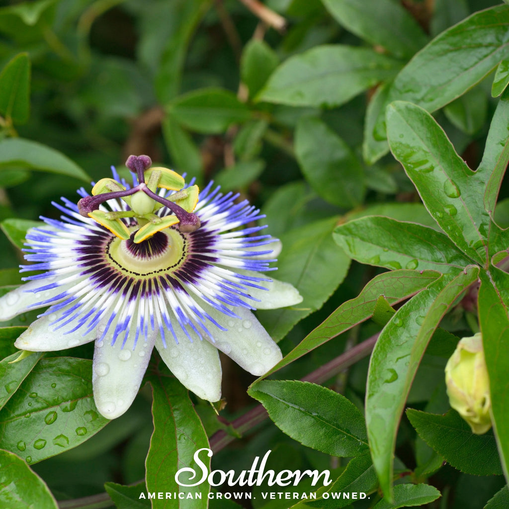 Passionflower, Blue (Bluecrown) (Passiflora caerulea) - 20 Seeds - Southern Seed Exchange