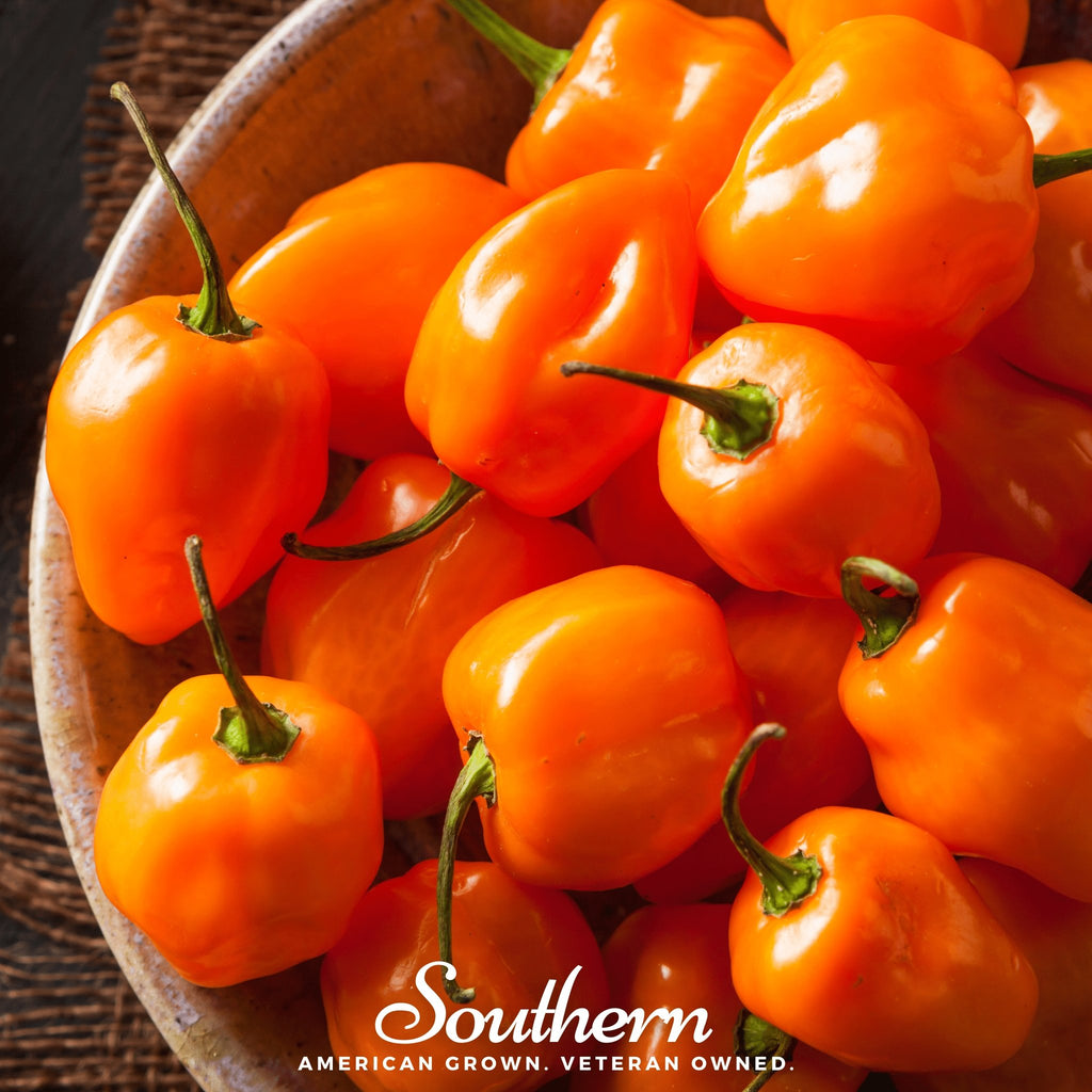 Pepper, Habanero, Orange (Capsicum chinense) - 30 Seeds - Southern Seed Exchange