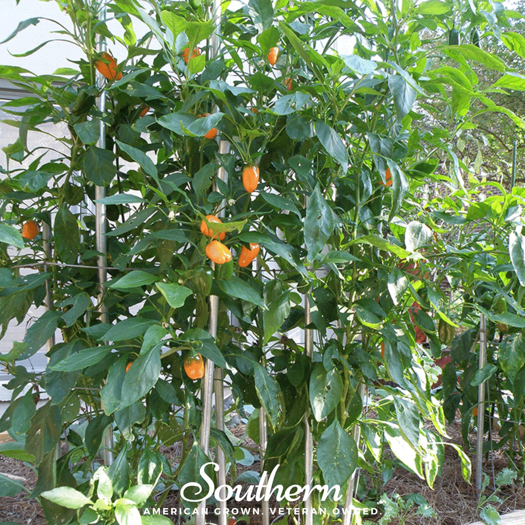 Pepper, Lunchbox Sweet Pepper - 25 Seeds - Southern Seed Exchange