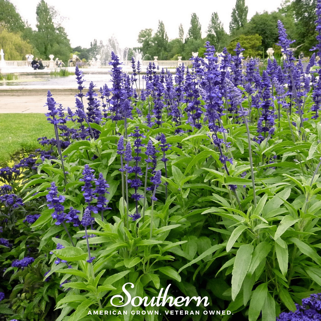Sage, Blue (Salvia farinacea) - 100 Seeds - Southern Seed Exchange