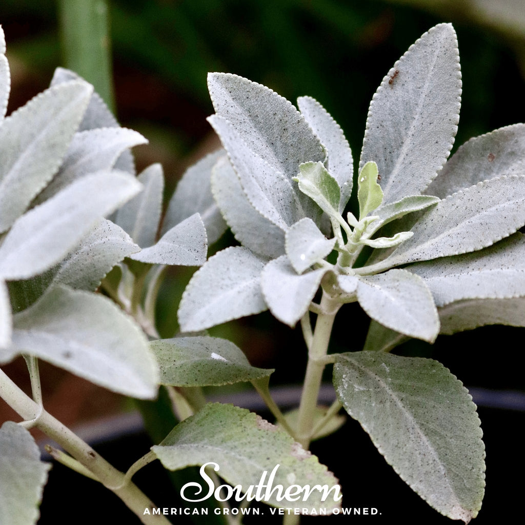 Sage, White - Smudging Sage (Salvia apiana) - 50 Seeds - Southern Seed Exchange