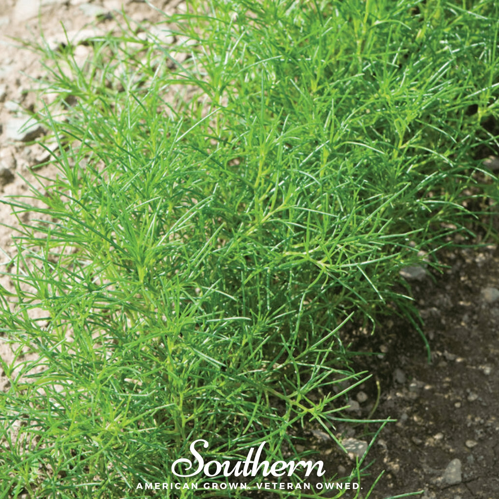 Saltwort (Salsola komarovii) - 50 Seeds - Southern Seed Exchange