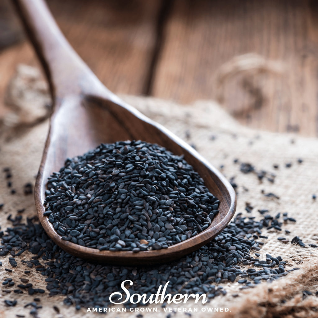Sesame, Black (Sesamum indicum) - 500 Seeds - Southern Seed Exchange