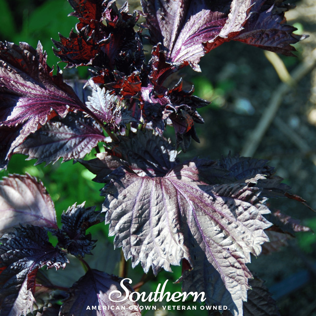 Shiso, Red (Perilla frutescens) - 200 Seeds - Southern Seed Exchange
