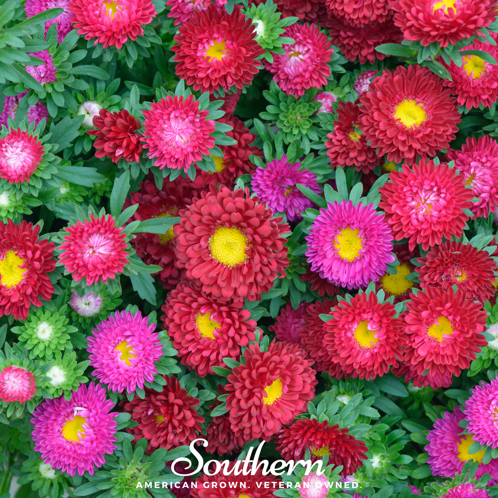 Aster, Powder Puff (Callistephus chinensis) - 50 Seeds - Southern Seed Exchange