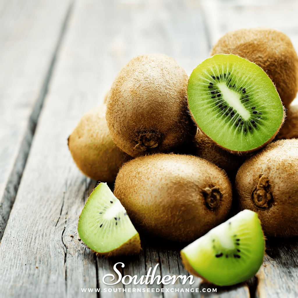 Kiwi Fruit (Actinidia chinensis) - 100 Seeds - Southern Seed Exchange