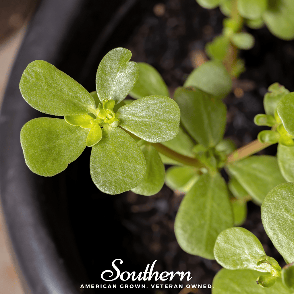 Southern Seed Exchange Purslane, Green (Portulaca Oleracea Sativa) - 100 Seeds