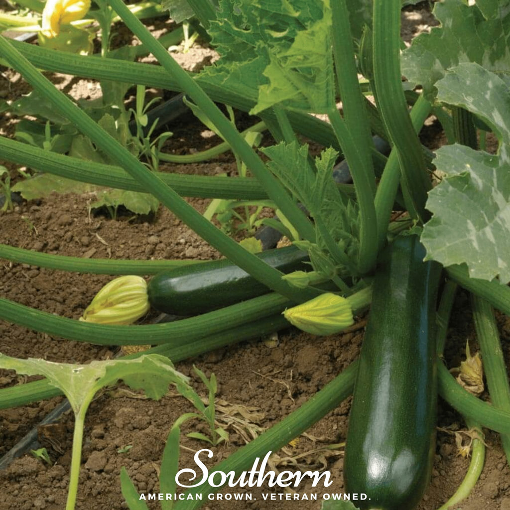 Squash, Zucchini, Black Beauty Summer (Cucurbita pepo) - 25 Seeds - Southern Seed Exchange