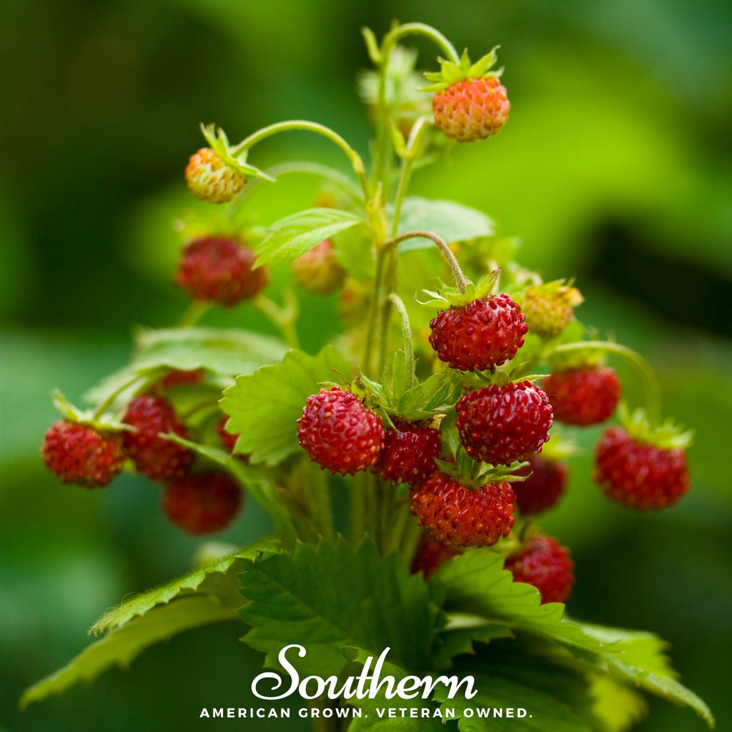 Strawberry, Wild (Fragaria vesca) - 200 Seeds - Southern Seed Exchange