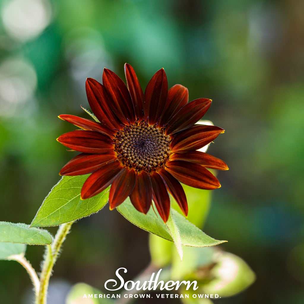 Sunflower, Velvet Queen (Helianthus annuus) - 25 Seeds - Southern Seed Exchange