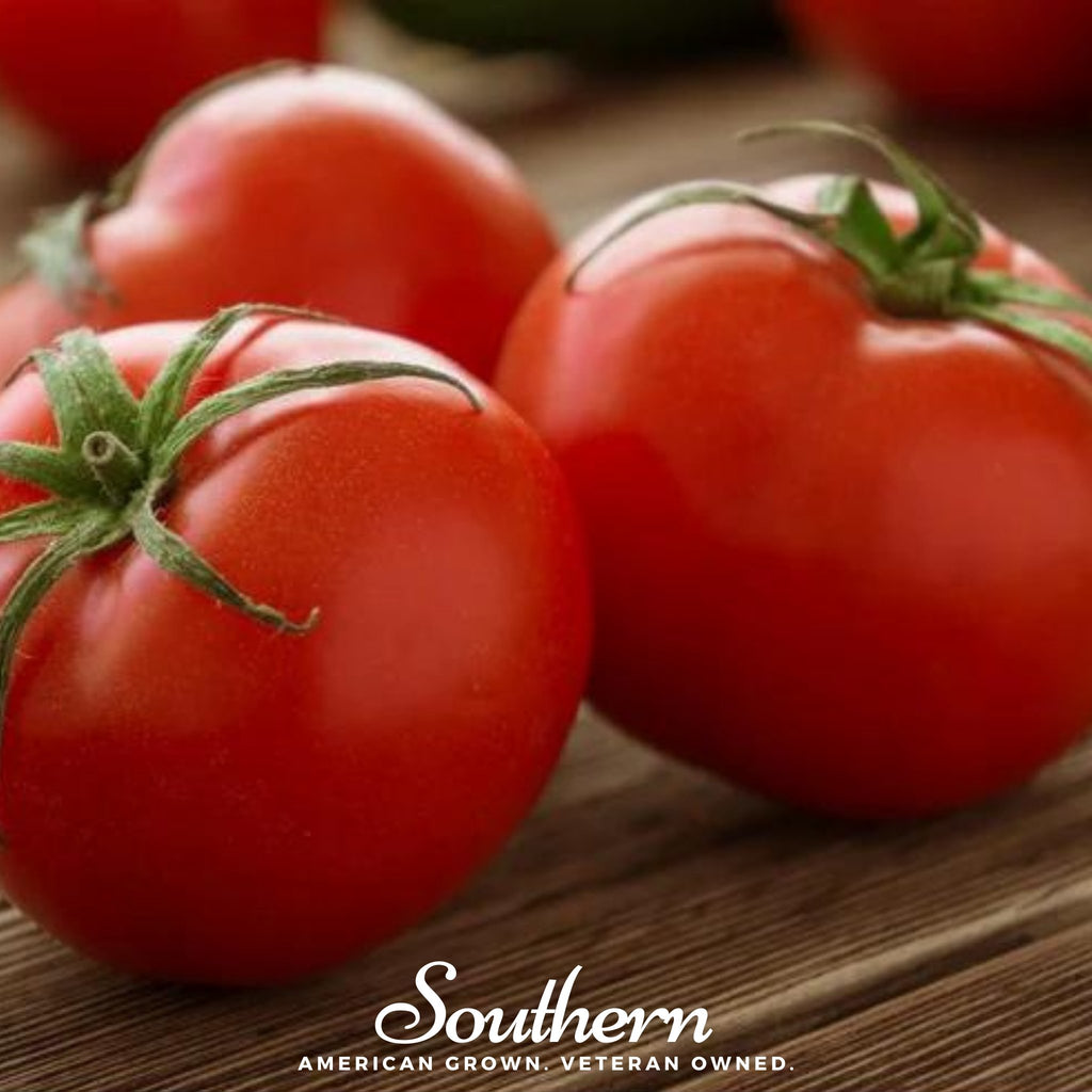 Tomato, Ace 55 (Lycopersicon esculentum) - 50 Seeds - Southern Seed Exchange