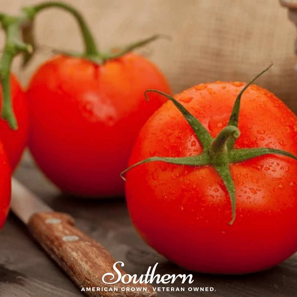 Tomato, Floridade (Lycopersicon esculentum) - 50 Seeds - Southern Seed Exchange