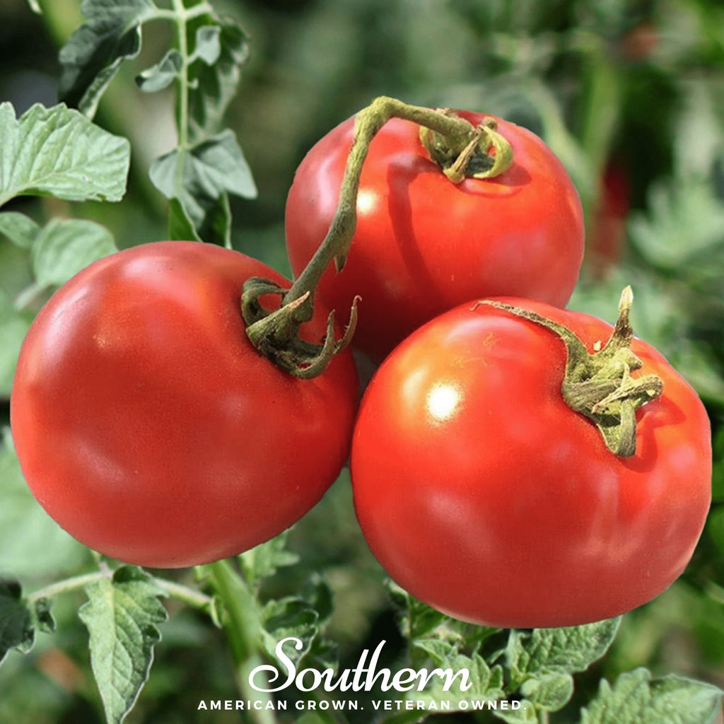 Tomato, Homestead (Lycopersicon esculemtum) - 50 Seeds - Southern Seed Exchange