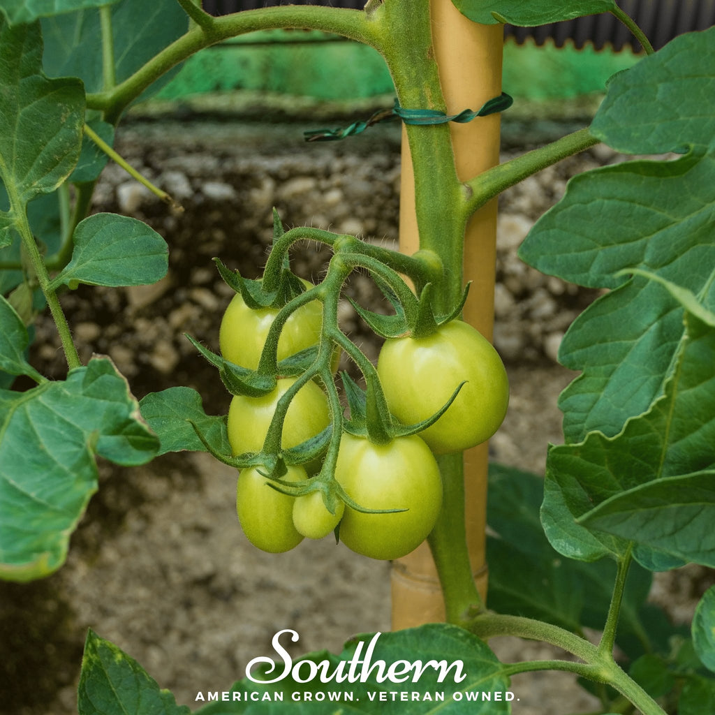 Tomato, Moneymaker (Lycopersicon esculemtum) - 50 Seeds - Southern Seed Exchange