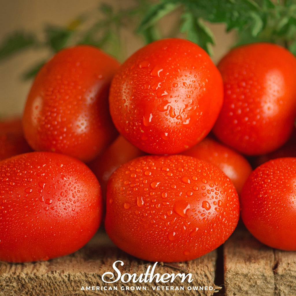 Tomato, Roma VF (Solanum lycopersicum) - 50 Seeds - Southern Seed Exchange